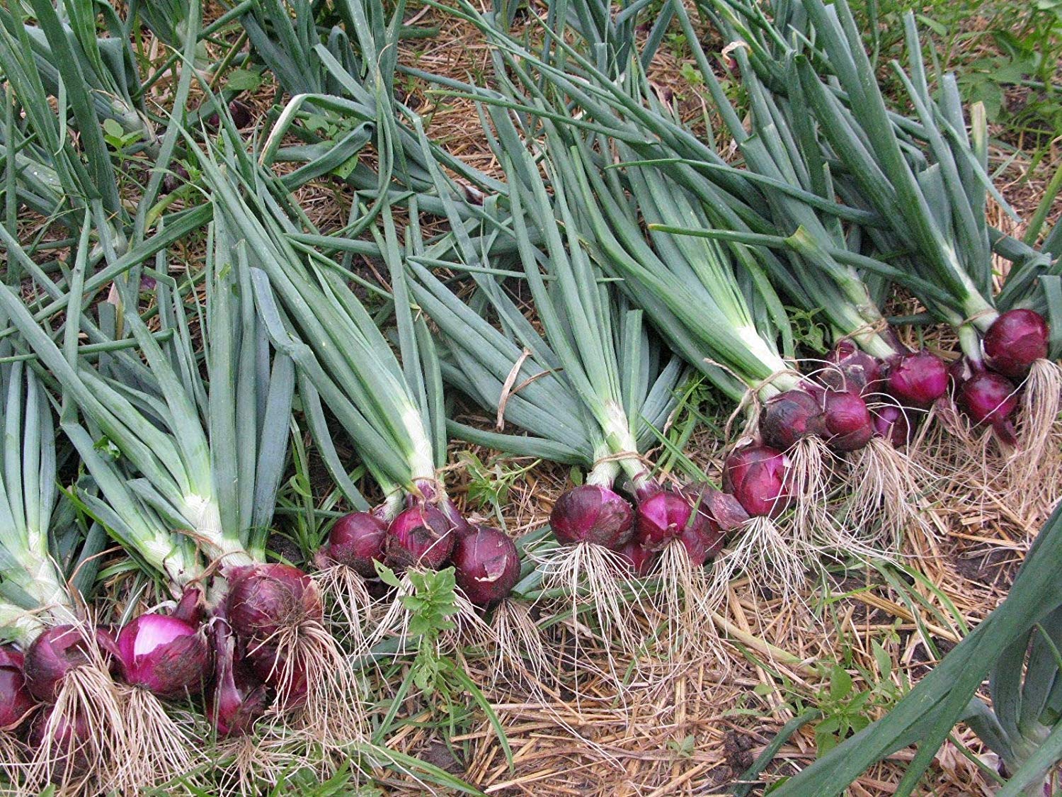 Ruby red onion plant grown from seeds with deep red bulbs and green leafy tops